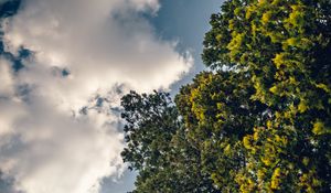 Preview wallpaper tree, branches, sky, clouds, nature