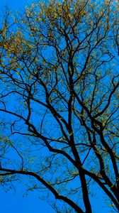 Preview wallpaper tree, branches, sky, bottom view