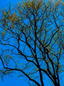 Preview wallpaper tree, branches, sky, bottom view
