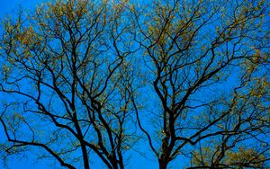 Preview wallpaper tree, branches, sky, bottom view