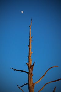 Preview wallpaper tree, branches, sky, moon, minimalism
