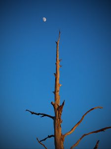 Preview wallpaper tree, branches, sky, moon, minimalism