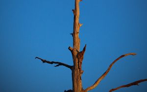 Preview wallpaper tree, branches, sky, moon, minimalism