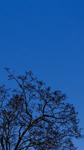 Preview wallpaper tree, branches, sky, twilight, blue
