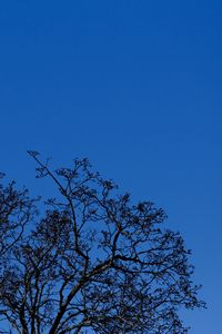 Preview wallpaper tree, branches, sky, twilight, blue