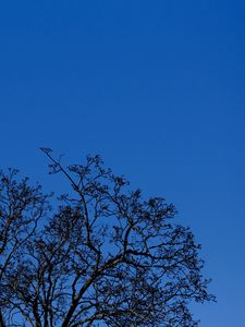 Preview wallpaper tree, branches, sky, twilight, blue