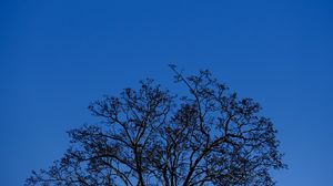 Preview wallpaper tree, branches, sky, twilight, blue