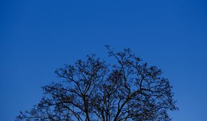 Preview wallpaper tree, branches, sky, twilight, blue