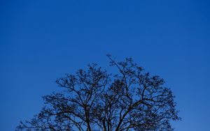 Preview wallpaper tree, branches, sky, twilight, blue