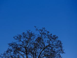 Preview wallpaper tree, branches, sky, twilight, blue