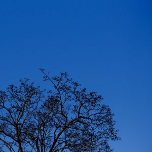 Preview wallpaper tree, branches, sky, twilight, blue