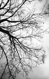 Preview wallpaper tree, branches, sky, black and white, gloomy