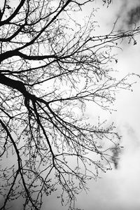 Preview wallpaper tree, branches, sky, black and white, gloomy