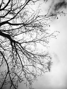 Preview wallpaper tree, branches, sky, black and white, gloomy