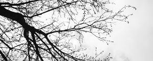 Preview wallpaper tree, branches, sky, black and white, gloomy