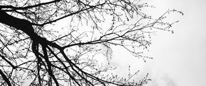 Preview wallpaper tree, branches, sky, black and white, gloomy