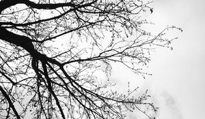 Preview wallpaper tree, branches, sky, black and white, gloomy