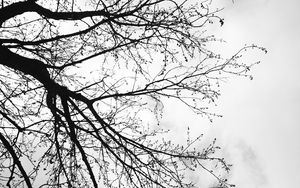 Preview wallpaper tree, branches, sky, black and white, gloomy