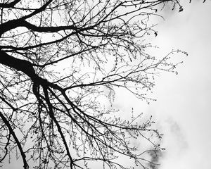 Preview wallpaper tree, branches, sky, black and white, gloomy