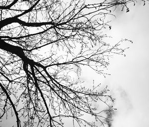 Preview wallpaper tree, branches, sky, black and white, gloomy