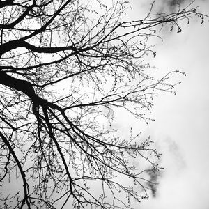 Preview wallpaper tree, branches, sky, black and white, gloomy