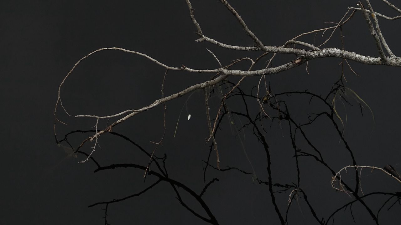 Wallpaper tree, branches, sky, dark
