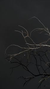 Preview wallpaper tree, branches, sky, dark