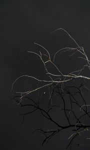Preview wallpaper tree, branches, sky, dark