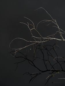 Preview wallpaper tree, branches, sky, dark