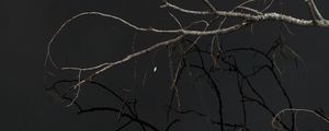 Preview wallpaper tree, branches, sky, dark