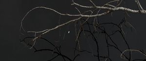 Preview wallpaper tree, branches, sky, dark