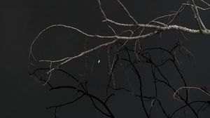 Preview wallpaper tree, branches, sky, dark