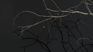Preview wallpaper tree, branches, sky, dark