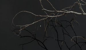 Preview wallpaper tree, branches, sky, dark