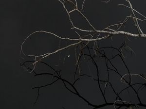 Preview wallpaper tree, branches, sky, dark