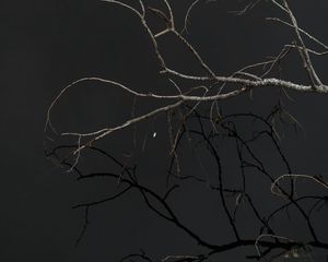 Preview wallpaper tree, branches, sky, dark