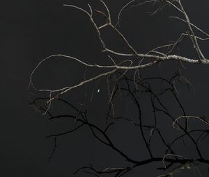 Preview wallpaper tree, branches, sky, dark