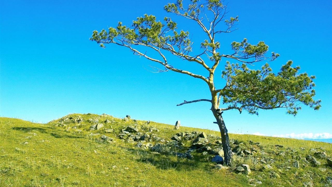 Wallpaper tree, branches, slope, stones, grass, siberia