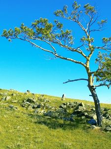 Preview wallpaper tree, branches, slope, stones, grass, siberia