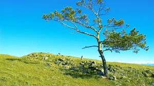 Preview wallpaper tree, branches, slope, stones, grass, siberia