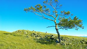 Preview wallpaper tree, branches, slope, stones, grass, siberia