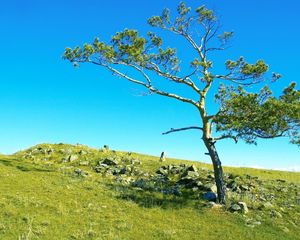 Preview wallpaper tree, branches, slope, stones, grass, siberia