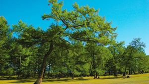 Preview wallpaper tree, branches, slope, stones, grass, siberia