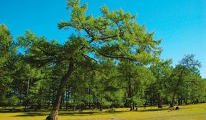 Preview wallpaper tree, branches, slope, stones, grass, siberia