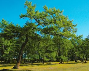 Preview wallpaper tree, branches, slope, stones, grass, siberia