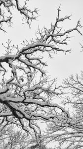 Preview wallpaper tree, branches, snow, winter, white, nature, landscape