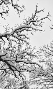 Preview wallpaper tree, branches, snow, winter, white, nature, landscape