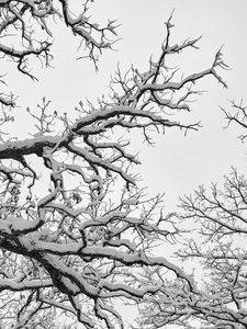 Preview wallpaper tree, branches, snow, winter, white, nature, landscape