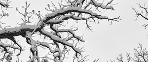 Preview wallpaper tree, branches, snow, winter, white, nature, landscape