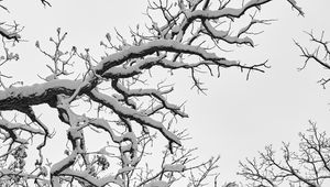 Preview wallpaper tree, branches, snow, winter, white, nature, landscape